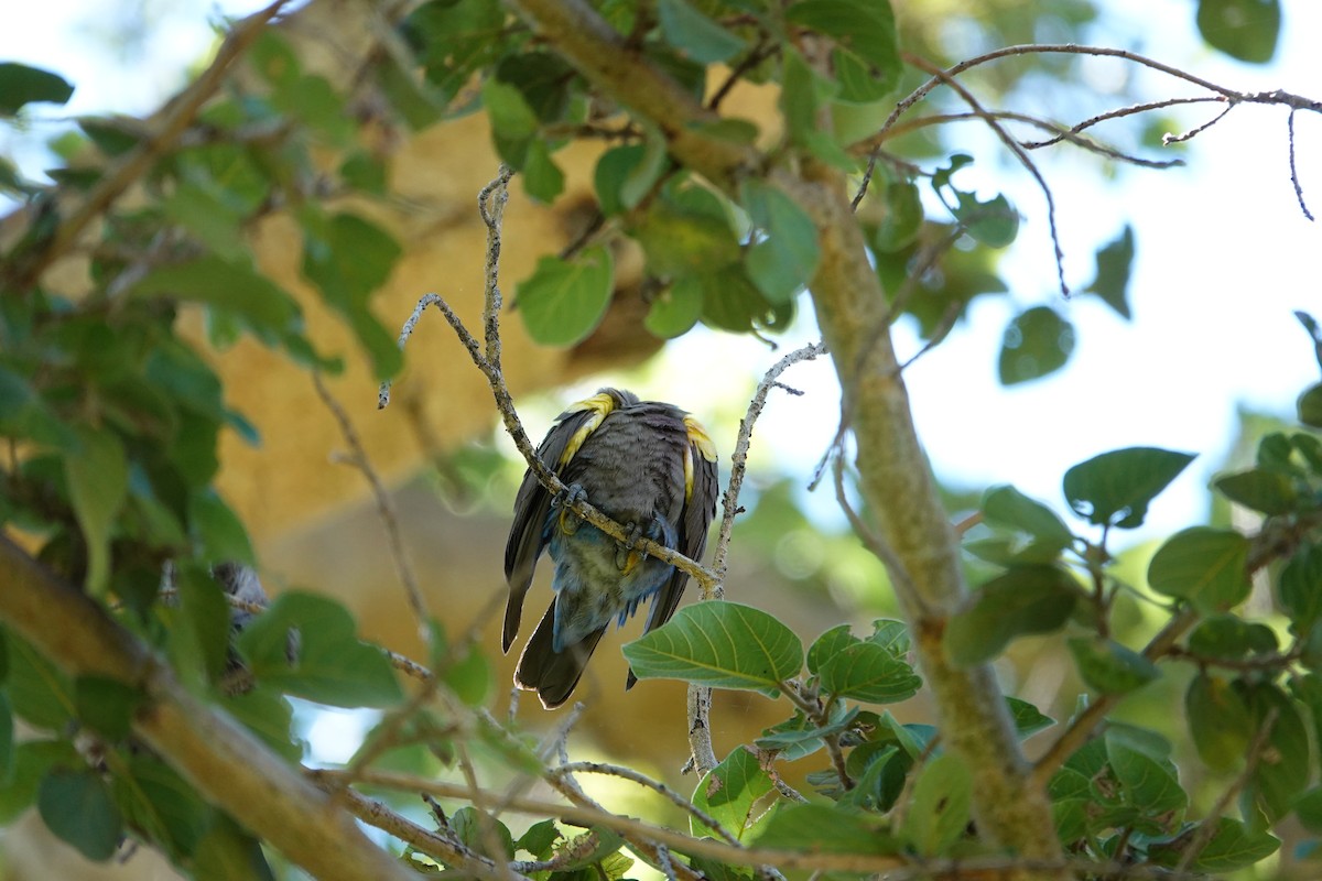 Rüppell's Parrot - ML634021765