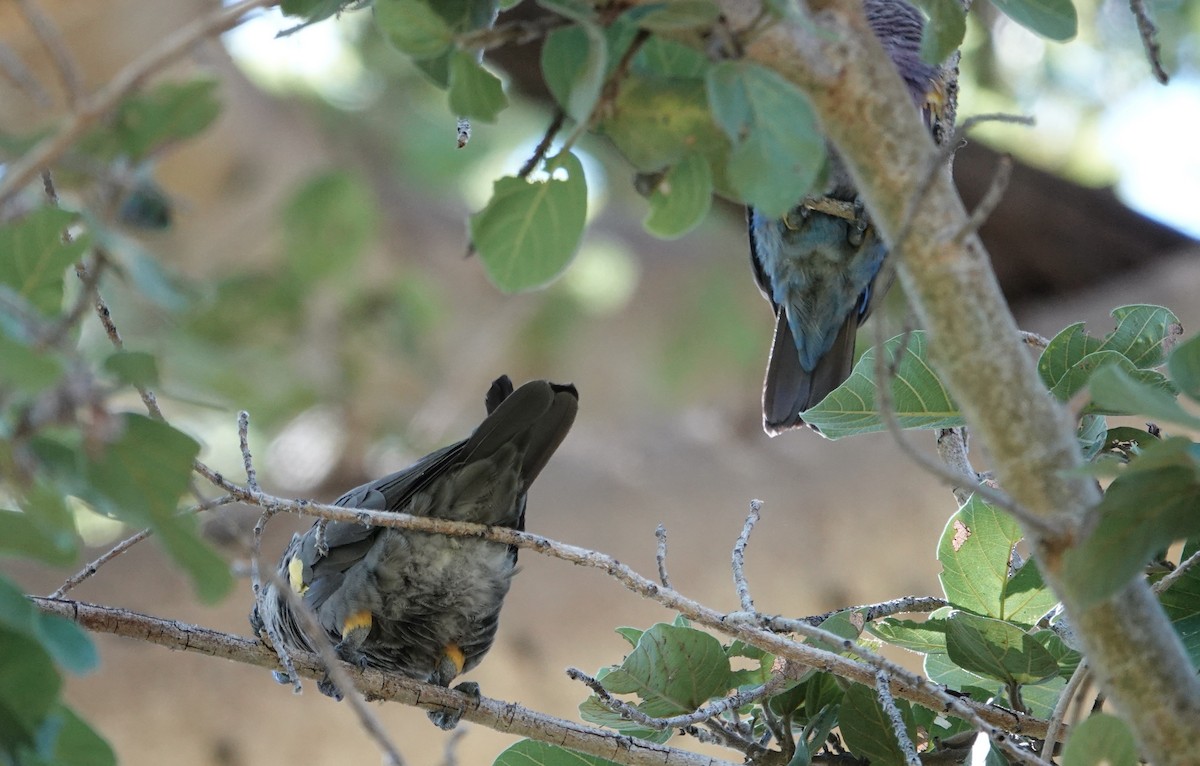 Rüppell's Parrot - ML634021772