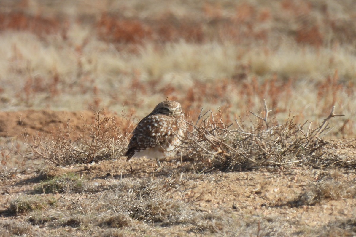 Burrowing Owl - ML634021775