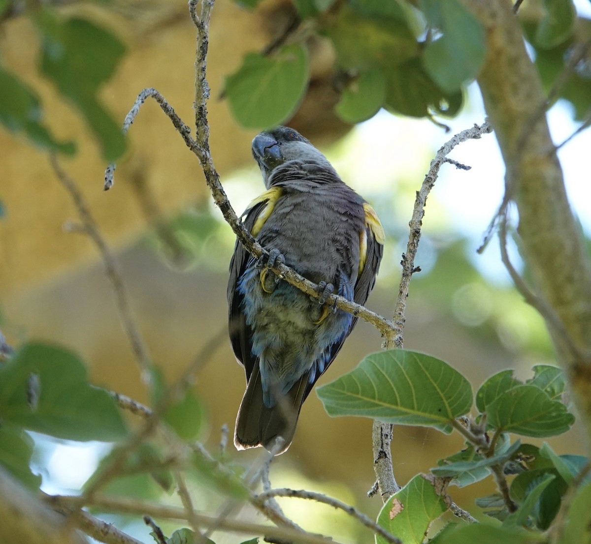 Rüppell's Parrot - ML634021780