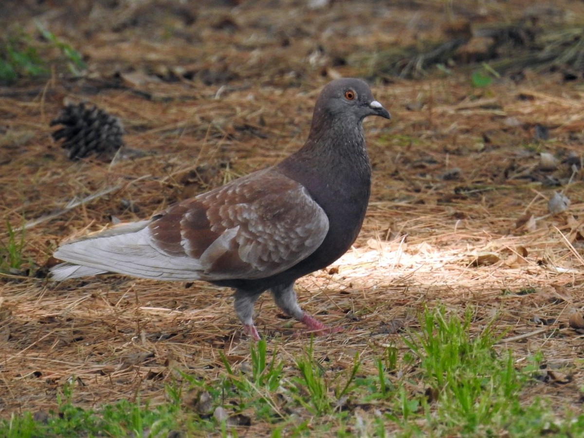 Rock Pigeon (Feral Pigeon) - ML634021813