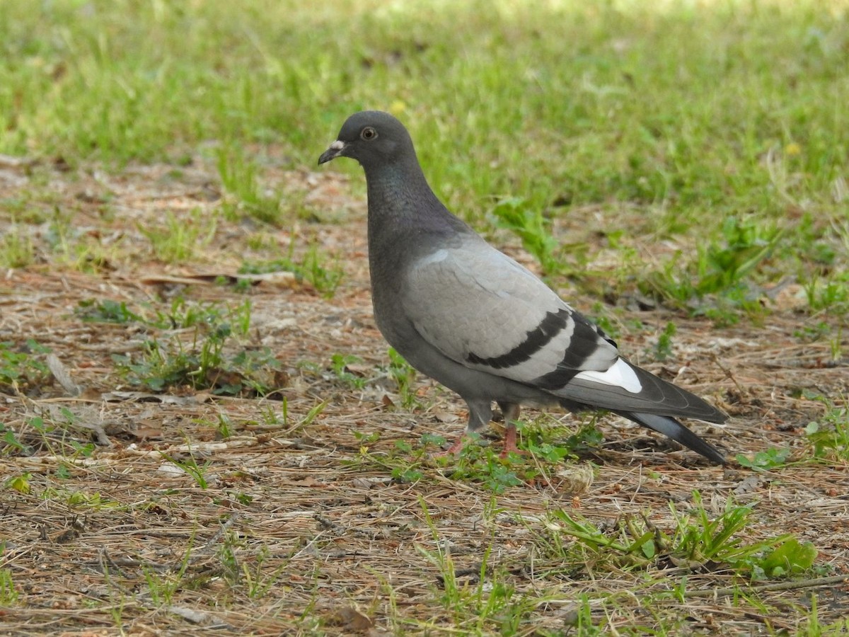 Rock Pigeon (Feral Pigeon) - ML634021814