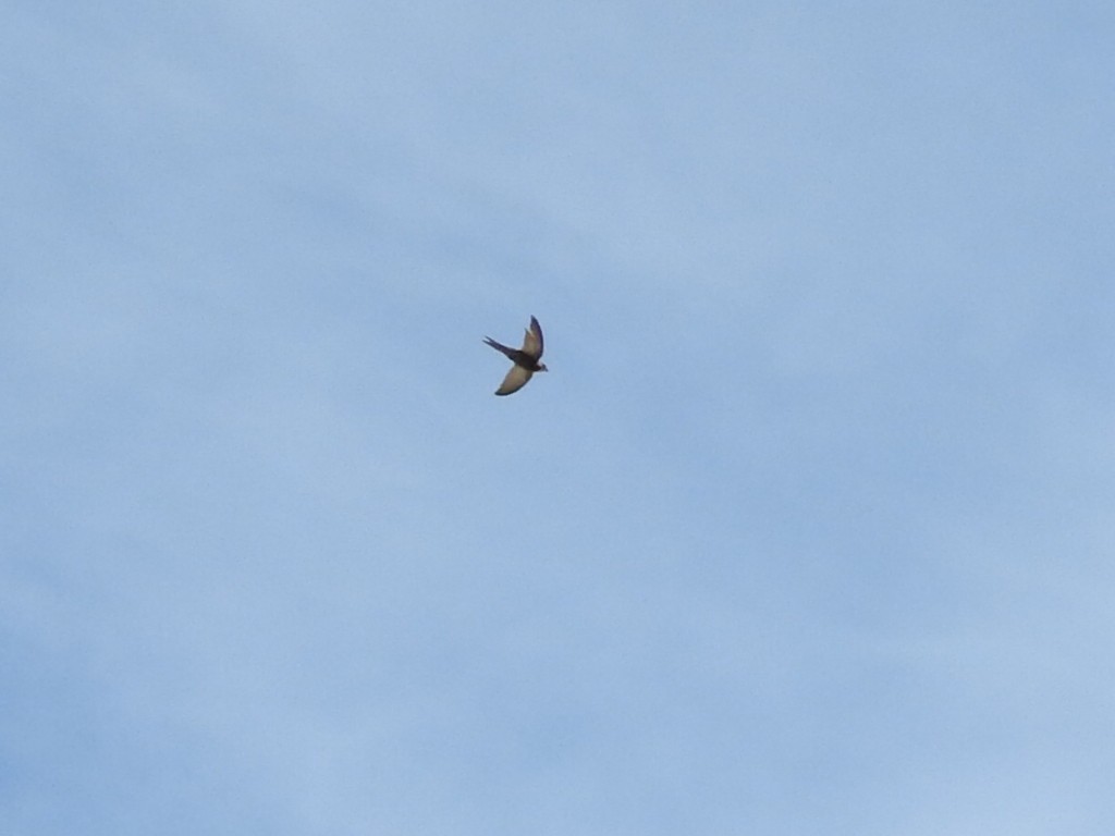 Common Swift - ML634021816