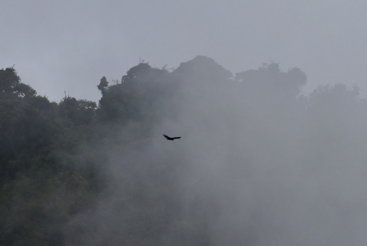 Black-and-chestnut Eagle - ML634021881