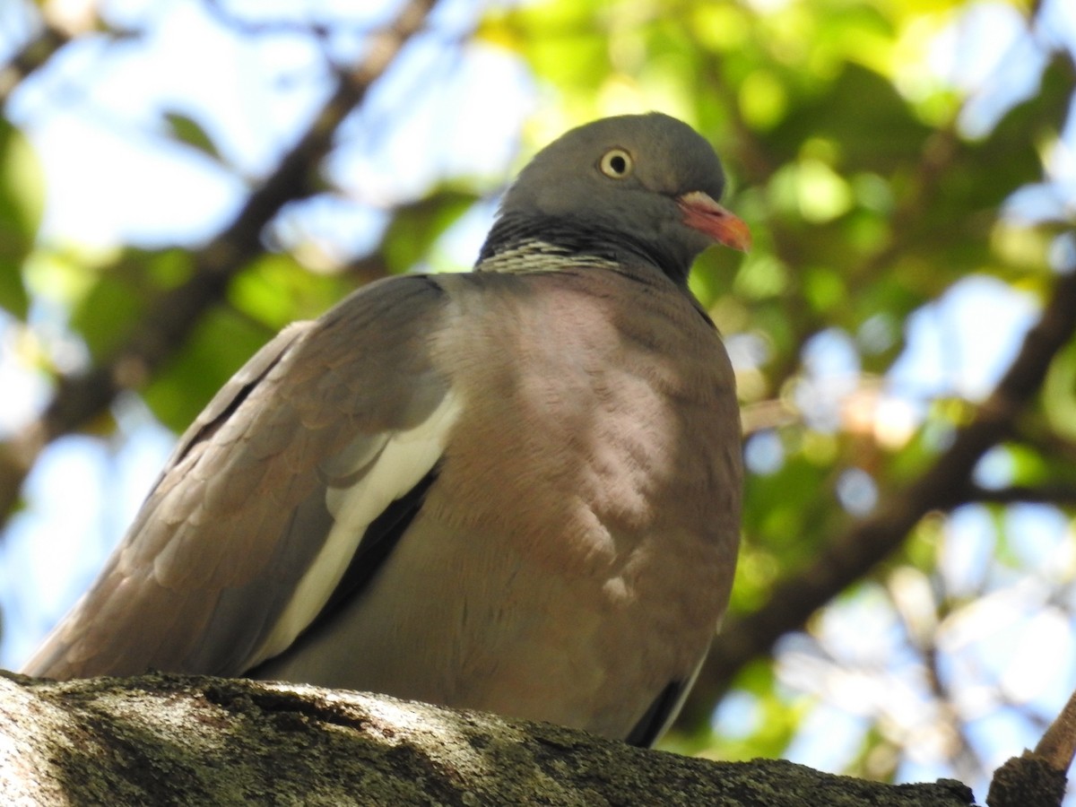Common Wood-Pigeon - ML634021889