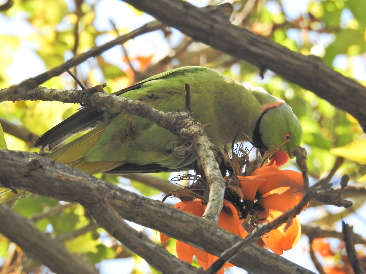 Rose-ringed Parakeet - ML634021898