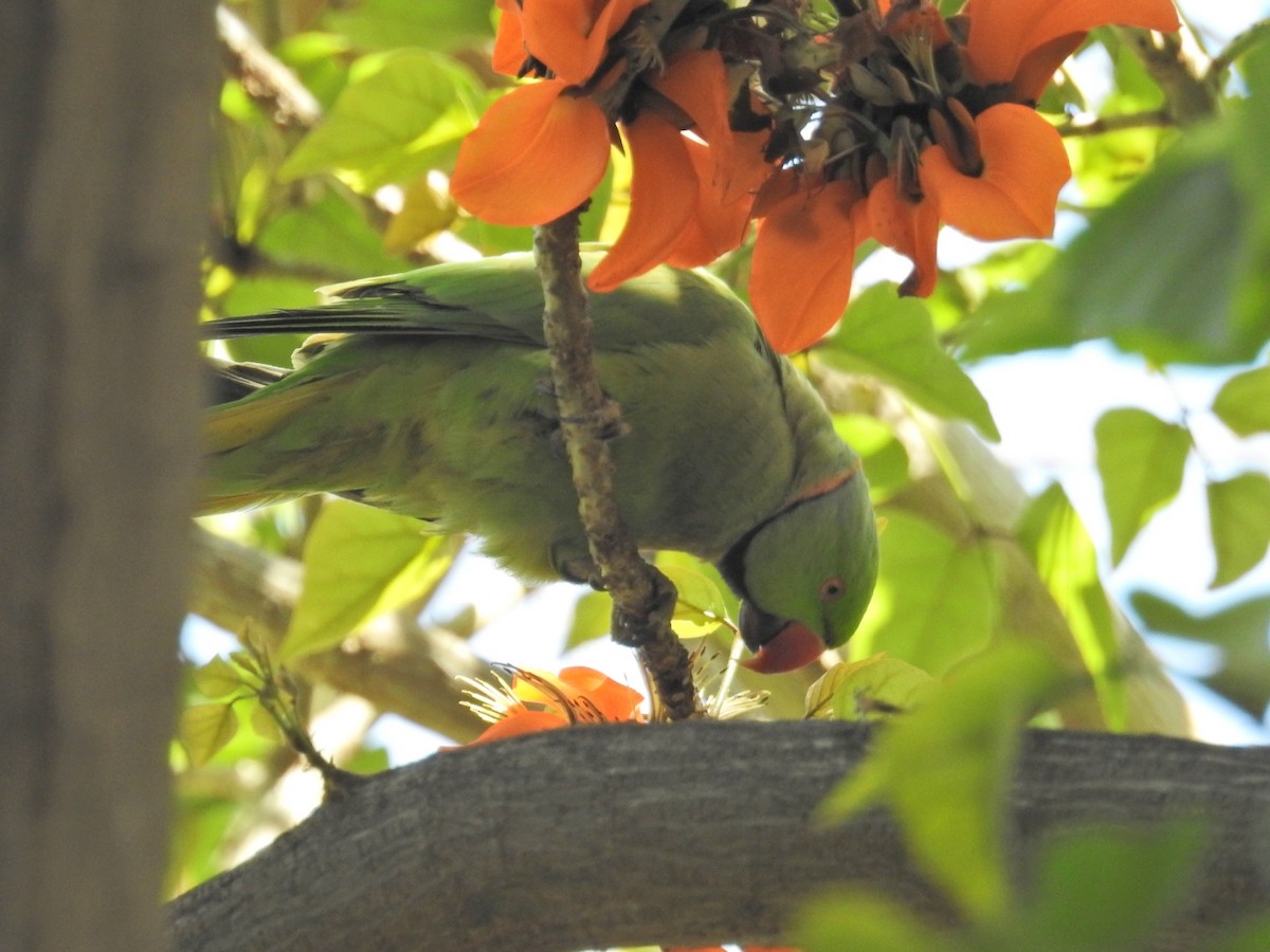 Rose-ringed Parakeet - ML634021899