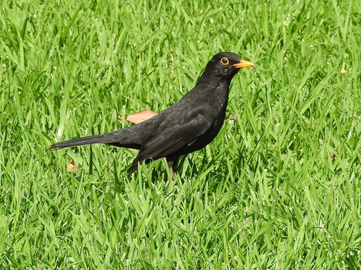 Eurasian Blackbird - ML634021903