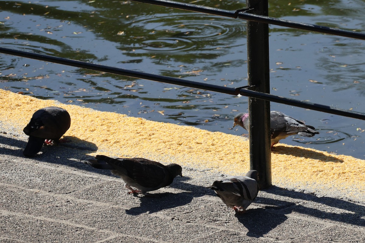 Rock Pigeon (Feral Pigeon) - ML634021914