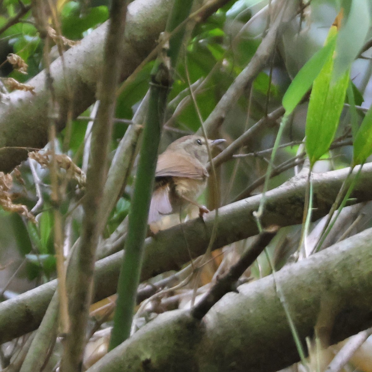 Brownish-flanked Bush Warbler - ML634021993