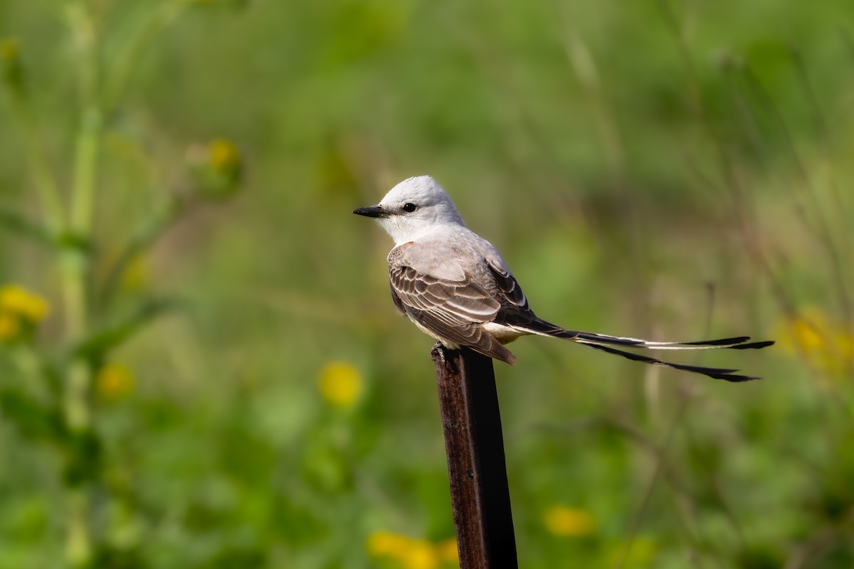 Scissor-tailed Flycatcher - ML634022006