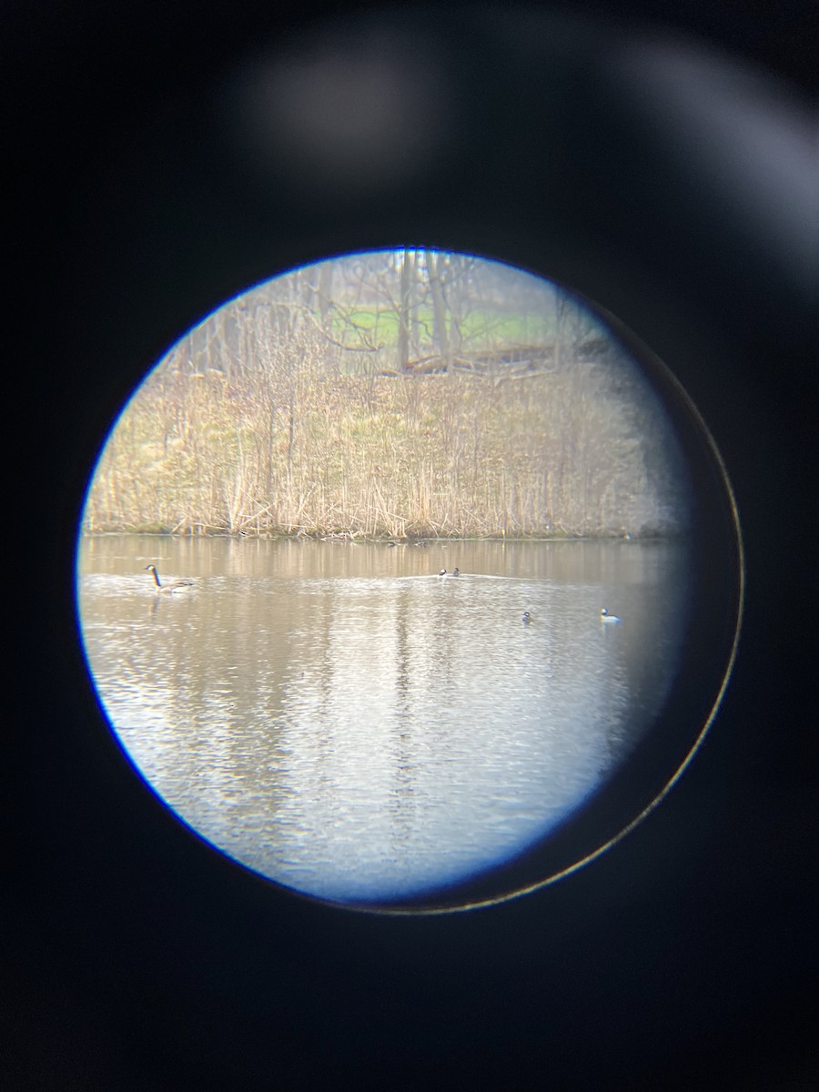 Canada Goose - ML634022090