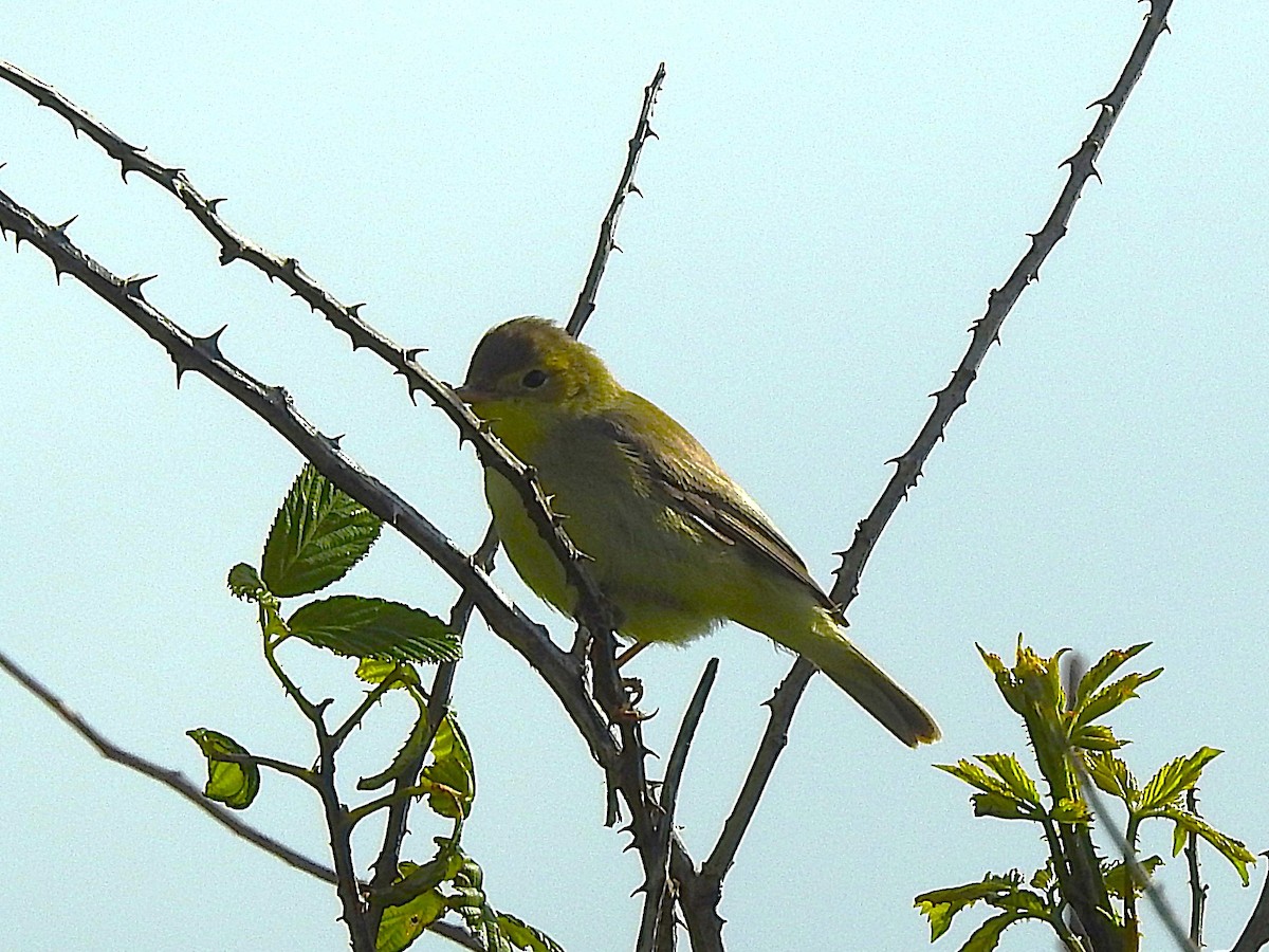 Melodious Warbler - ML634022091