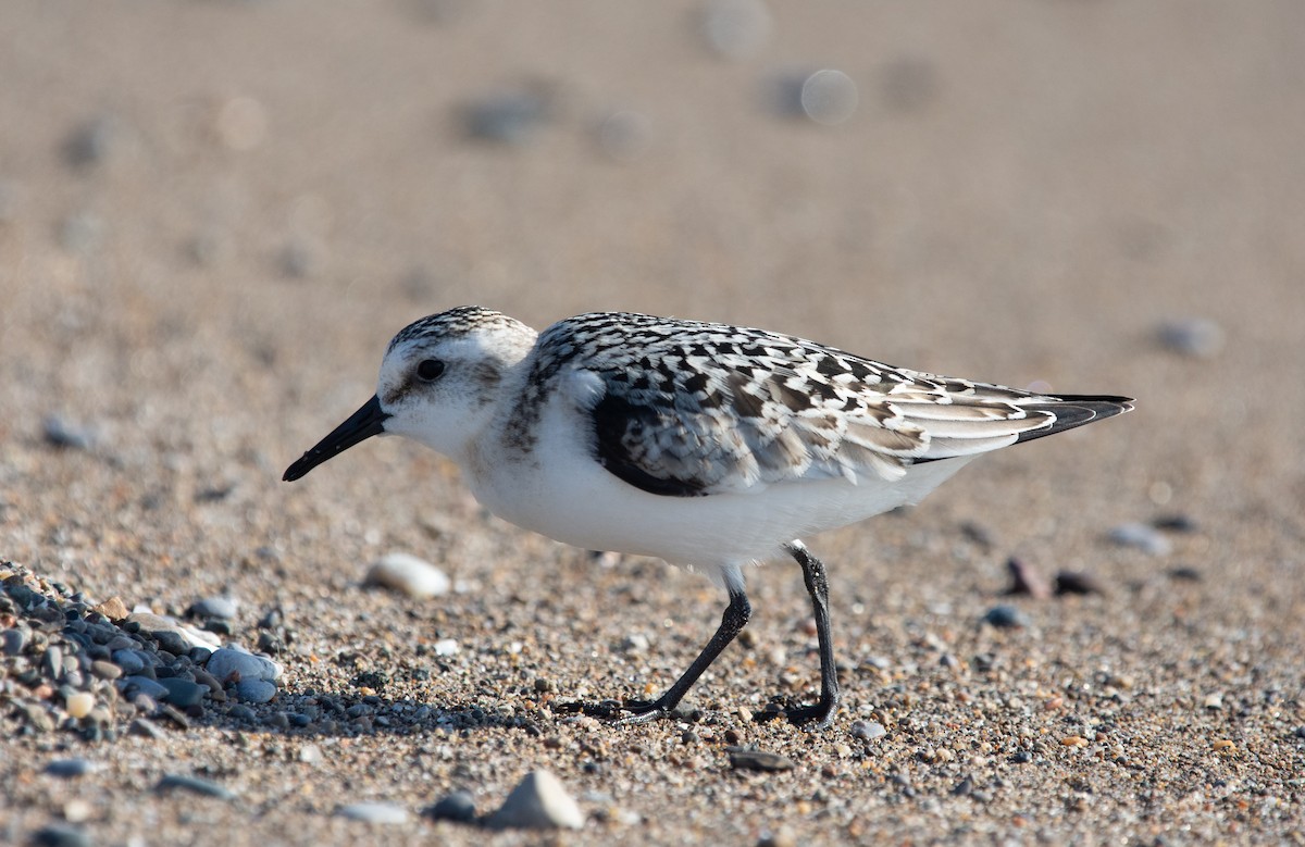 Sanderling - ML634022145