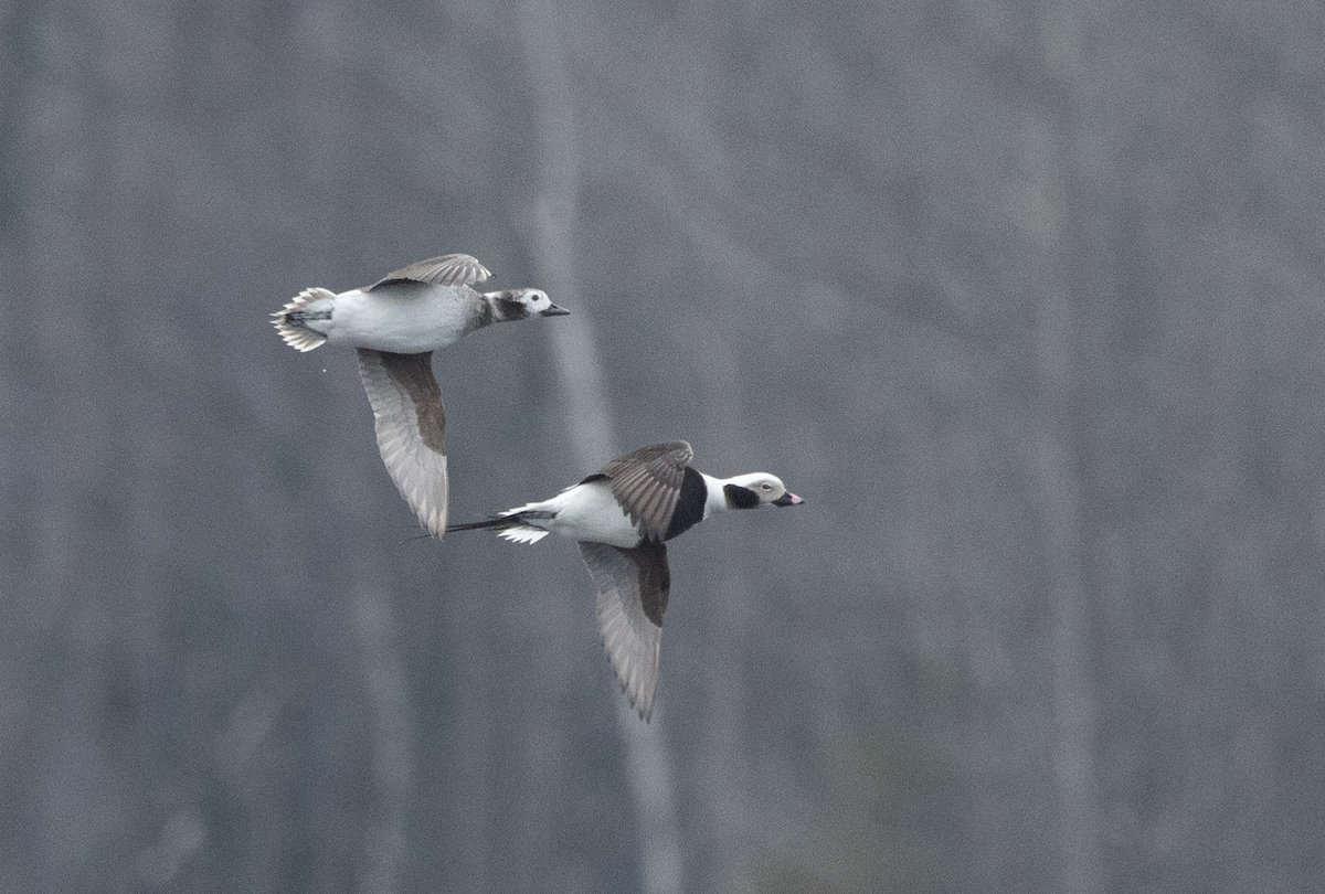 hoholka lední - ML634022149