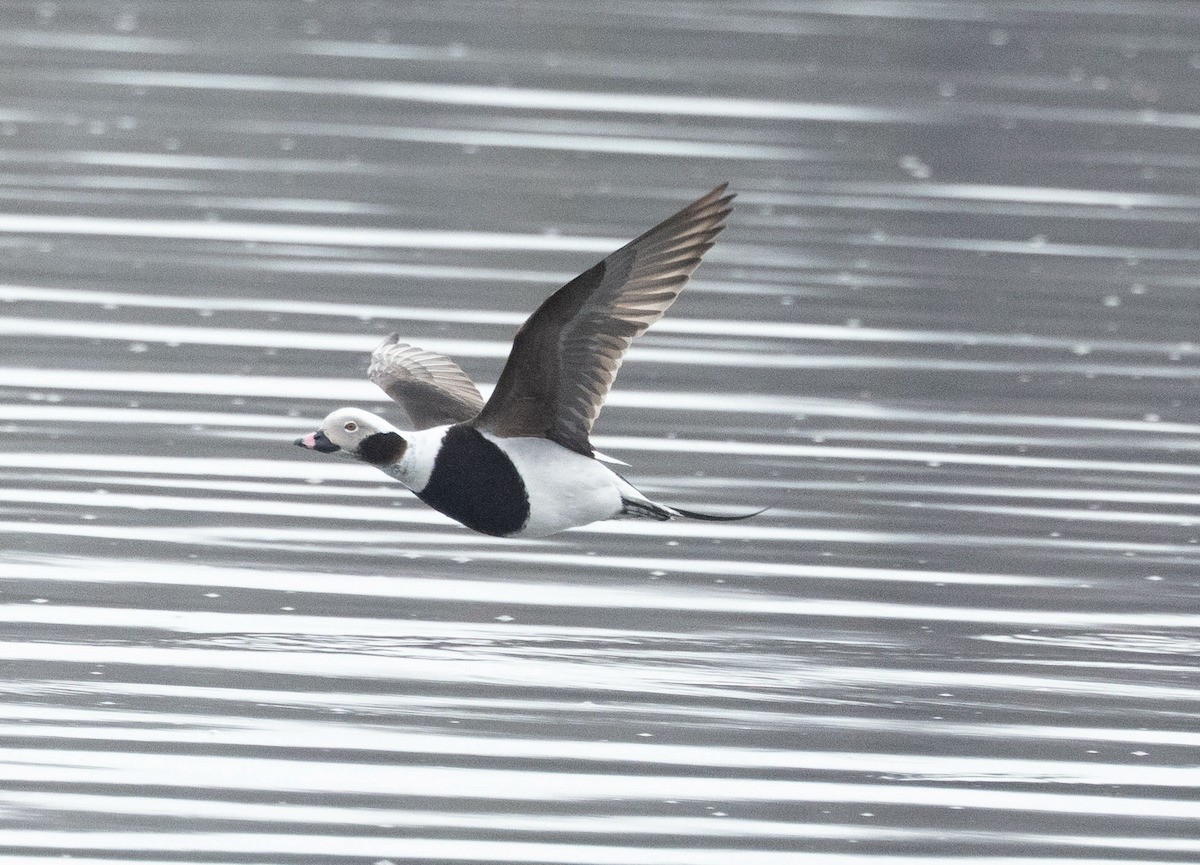 hoholka lední - ML634022150