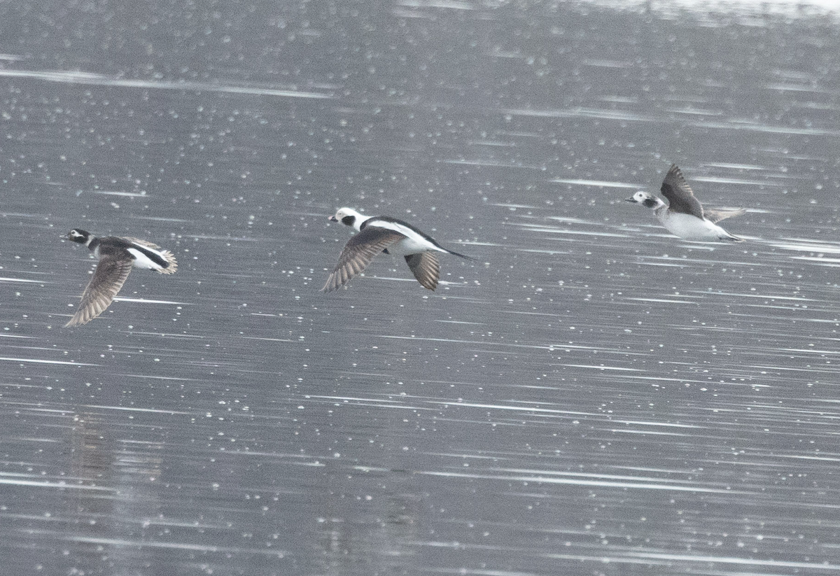 hoholka lední - ML634022151