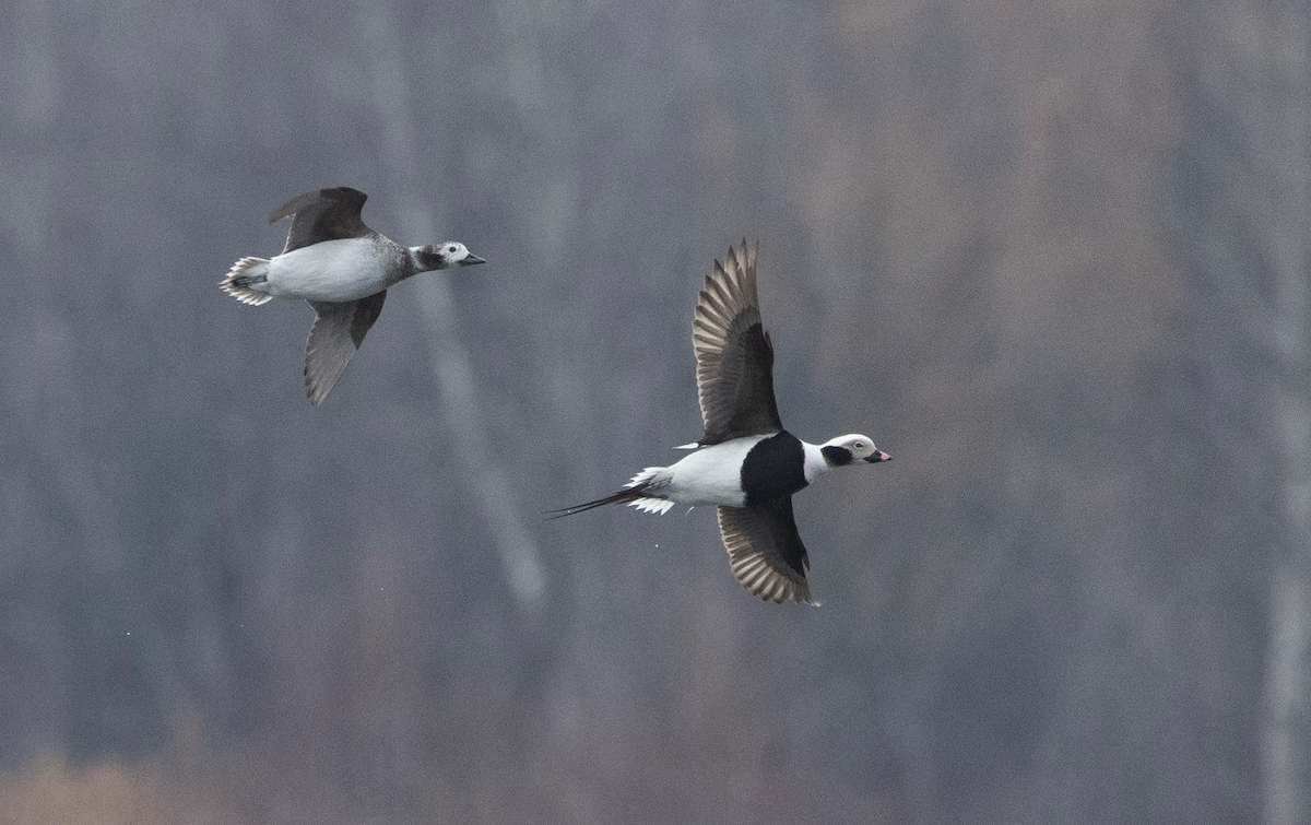 hoholka lední - ML634022153