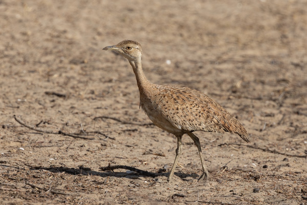 Savile's Bustard - ML634022168