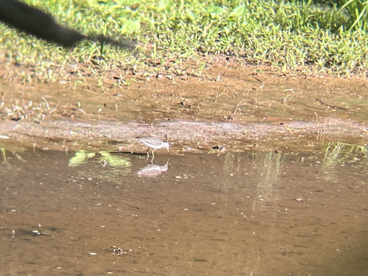 Solitary Sandpiper - ML634022192