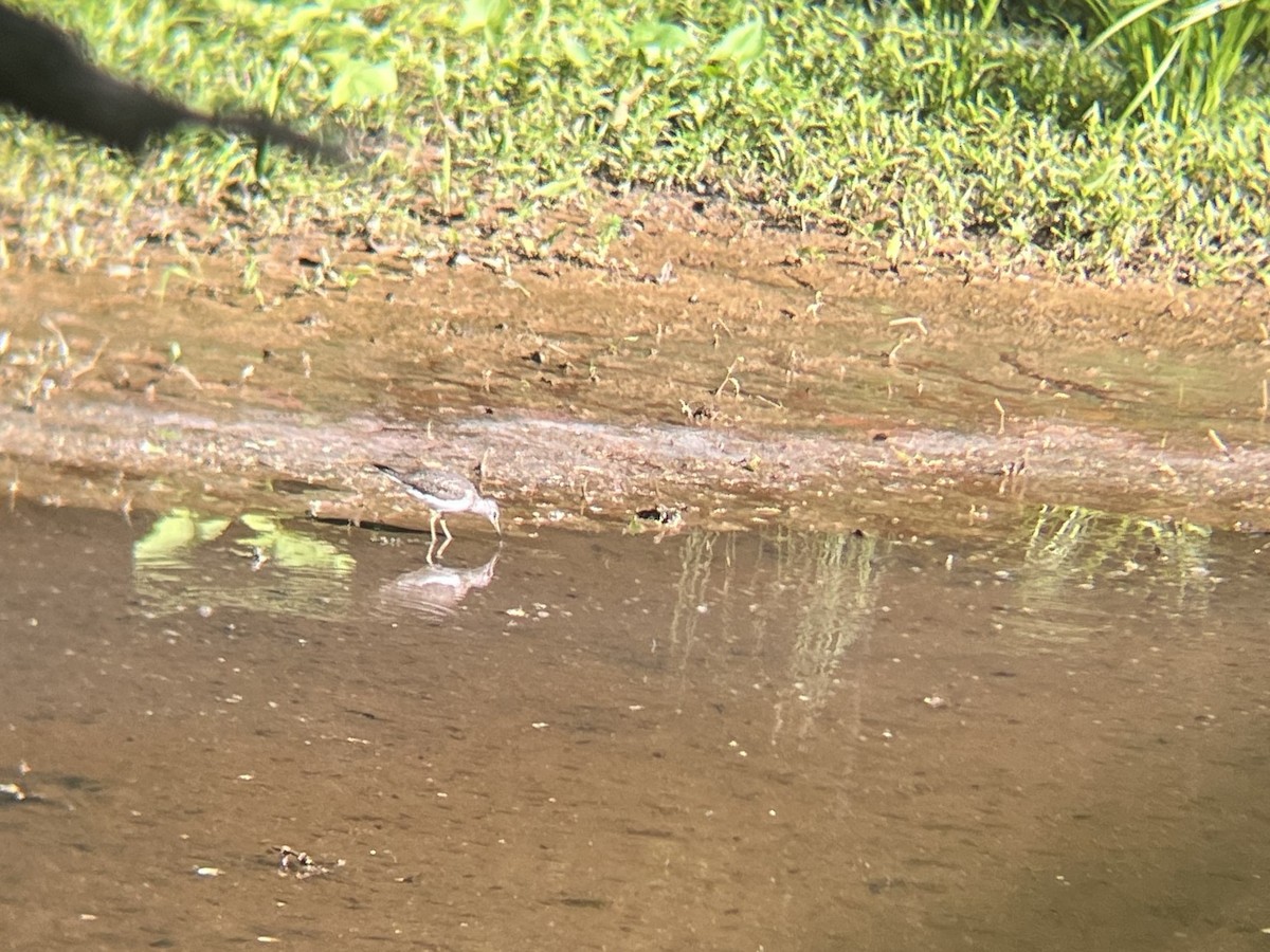 Solitary Sandpiper - ML634022193