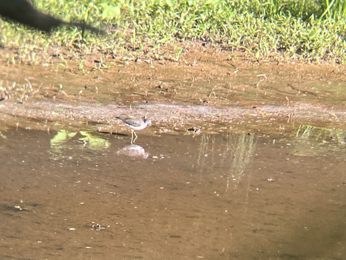 Solitary Sandpiper - ML634022194