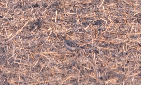 Buff-breasted Sandpiper - ML634022210