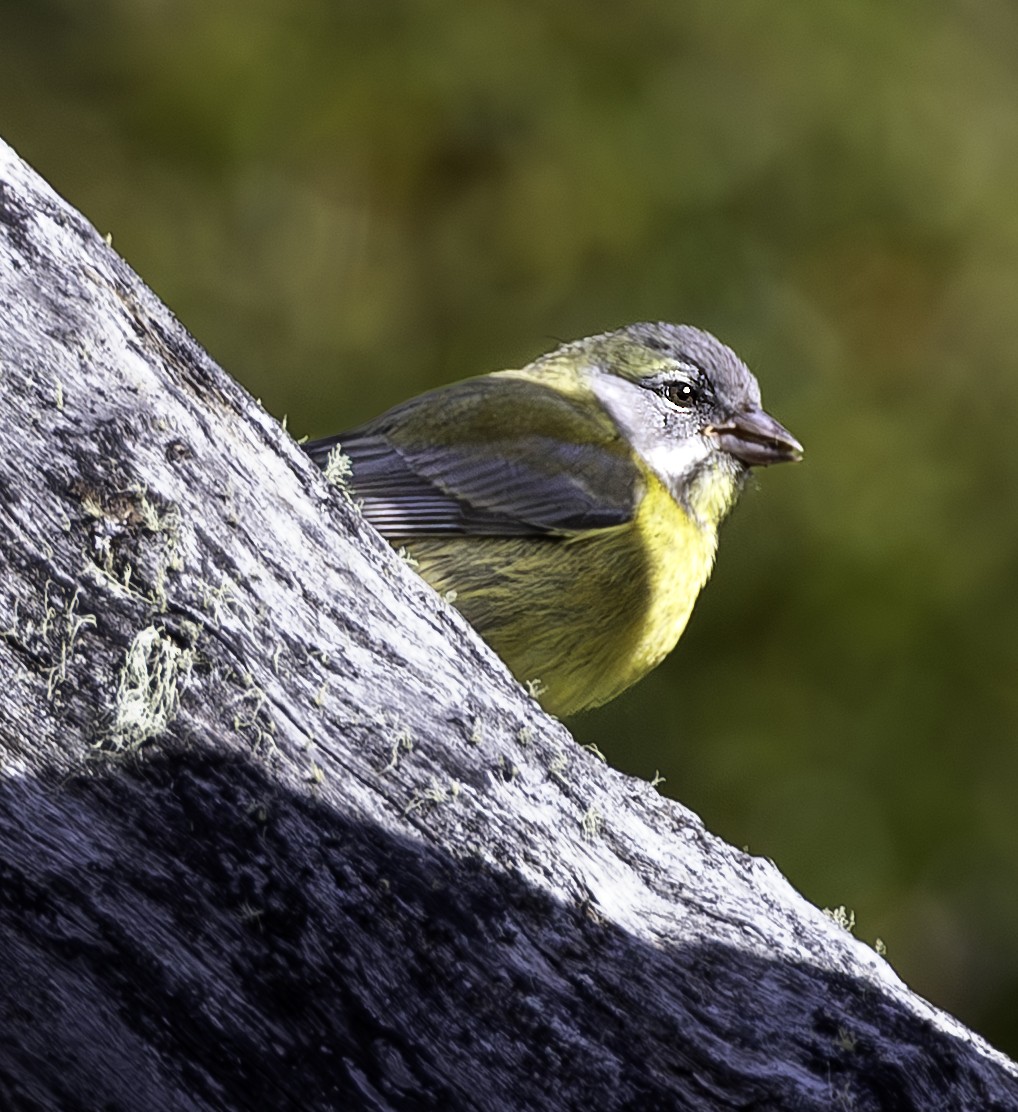 Patagonian Sierra Finch - ML634022257