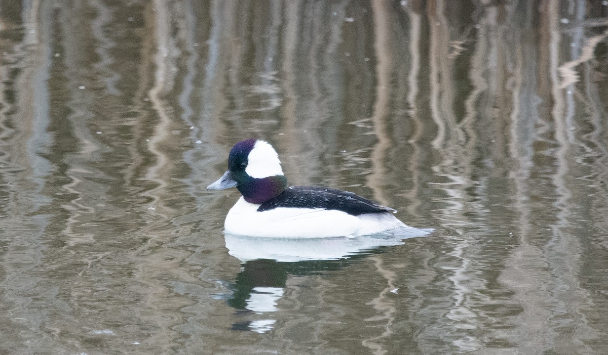 Bufflehead - ML634022298
