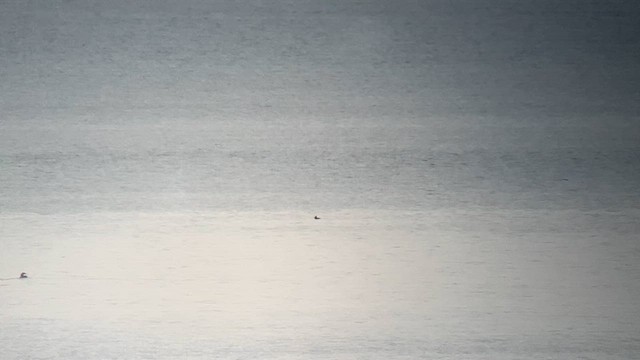 Surf Scoter - ML634022338