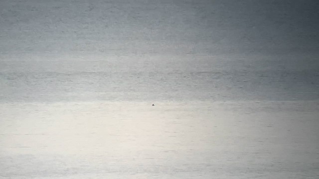 Surf Scoter - ML634022339
