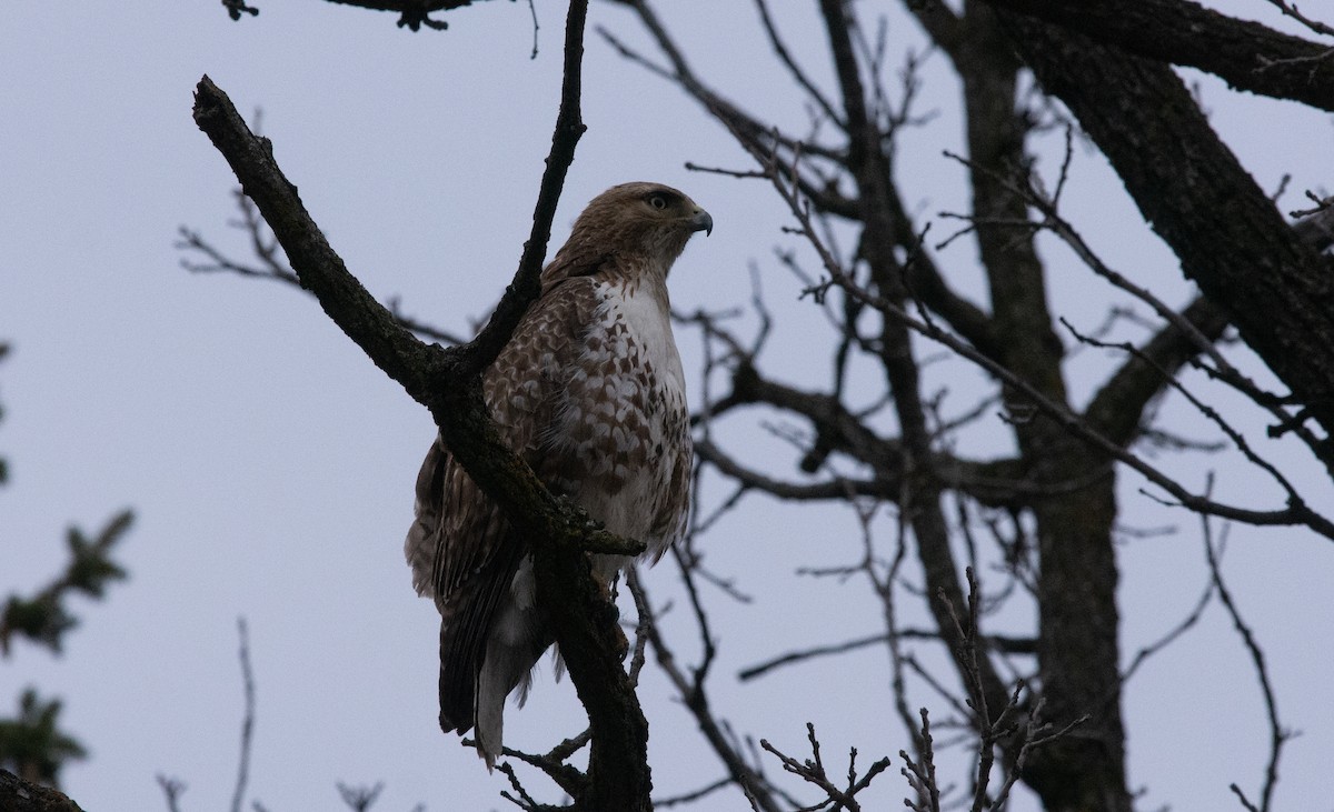 Red-tailed Hawk (borealis) - ML634022378