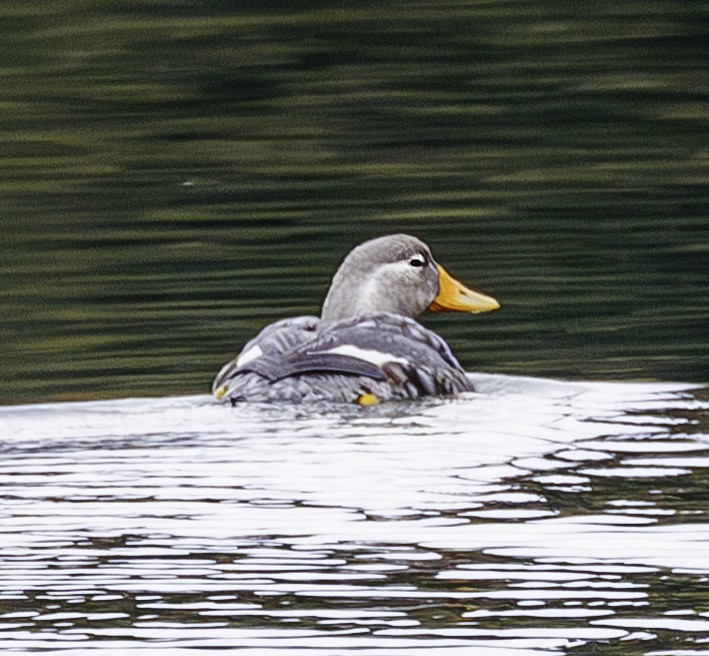 Flying Steamer-Duck - ML634022499