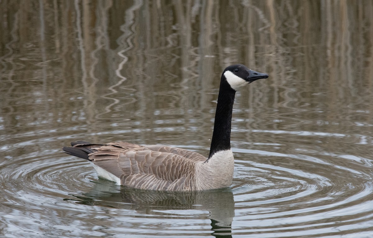 Canada Goose - ML634022539