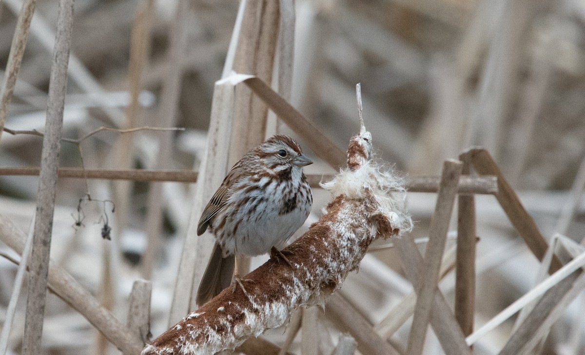 Song Sparrow - ML634022548