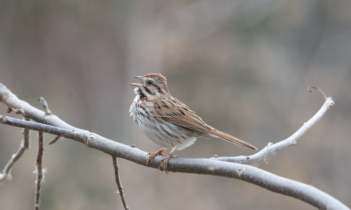 Song Sparrow - ML634022549