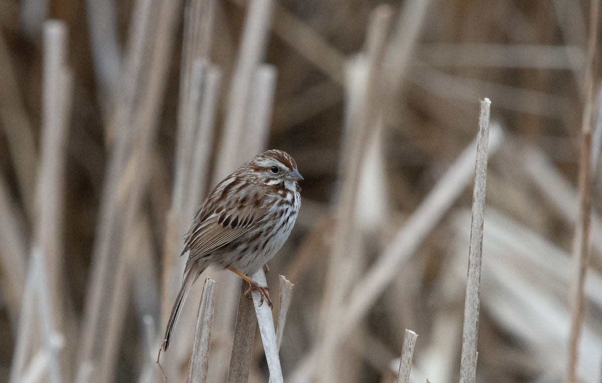 Song Sparrow - ML634022550