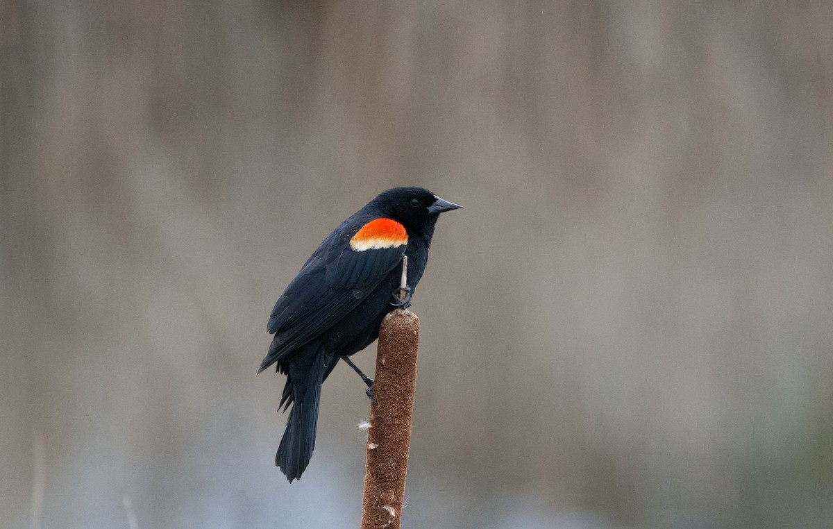 Red-winged Blackbird (Red-winged) - ML634022554