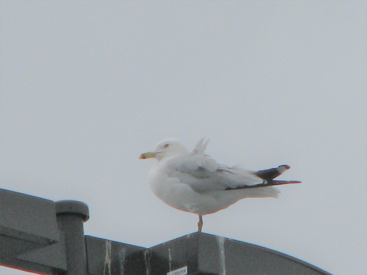 Ring-billed Gull - ML63402261