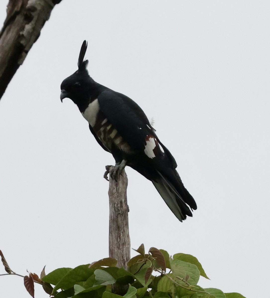 Black Baza - ML634022617