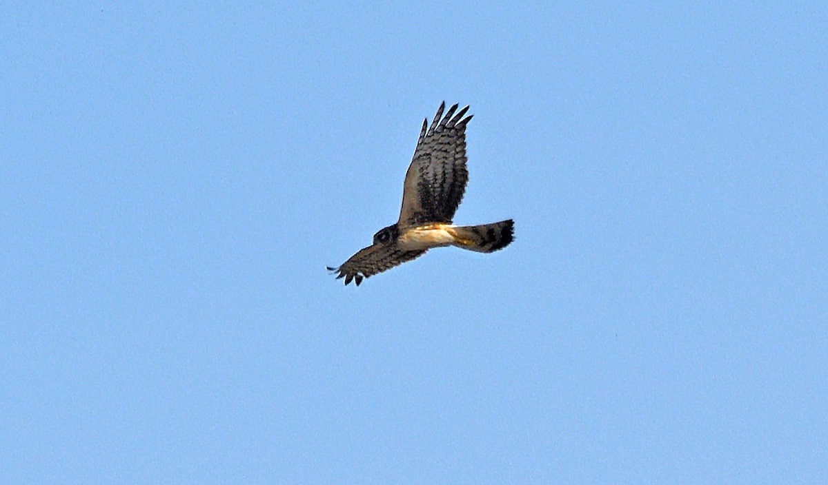 Northern Harrier - ML634022653