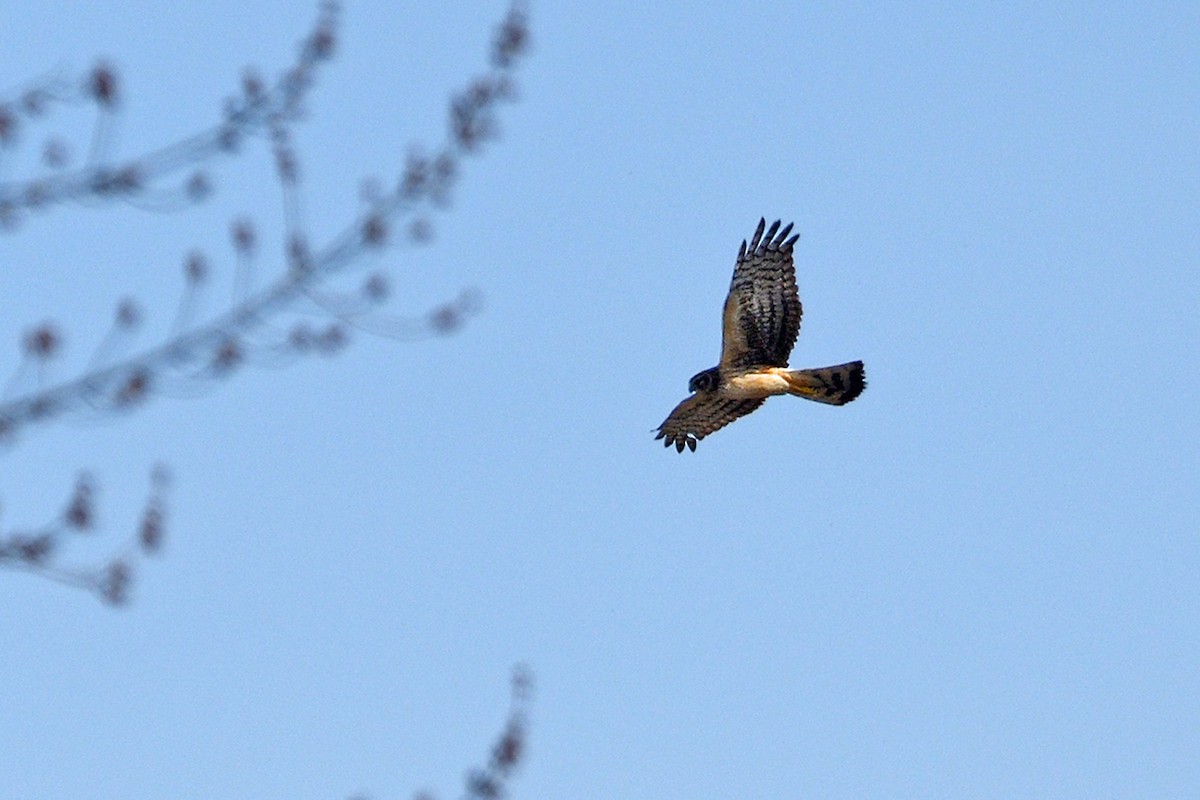 Northern Harrier - ML634022654