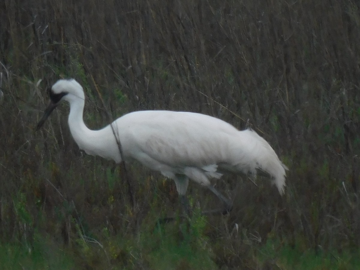 Whooping Crane - ML634022674