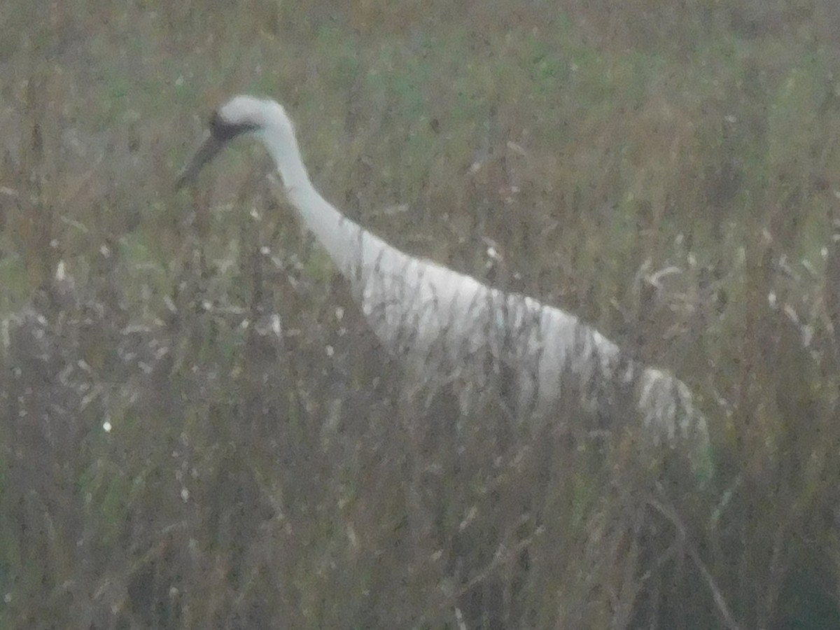 Whooping Crane - ML634022675