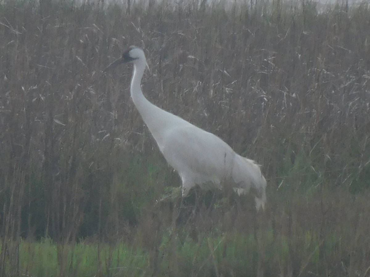 Whooping Crane - ML634022677