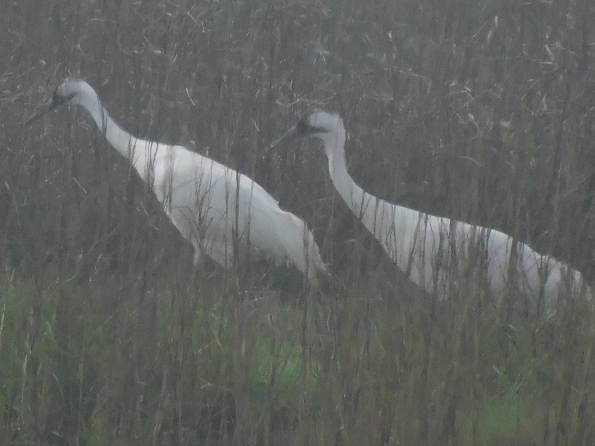 Whooping Crane - ML634022678