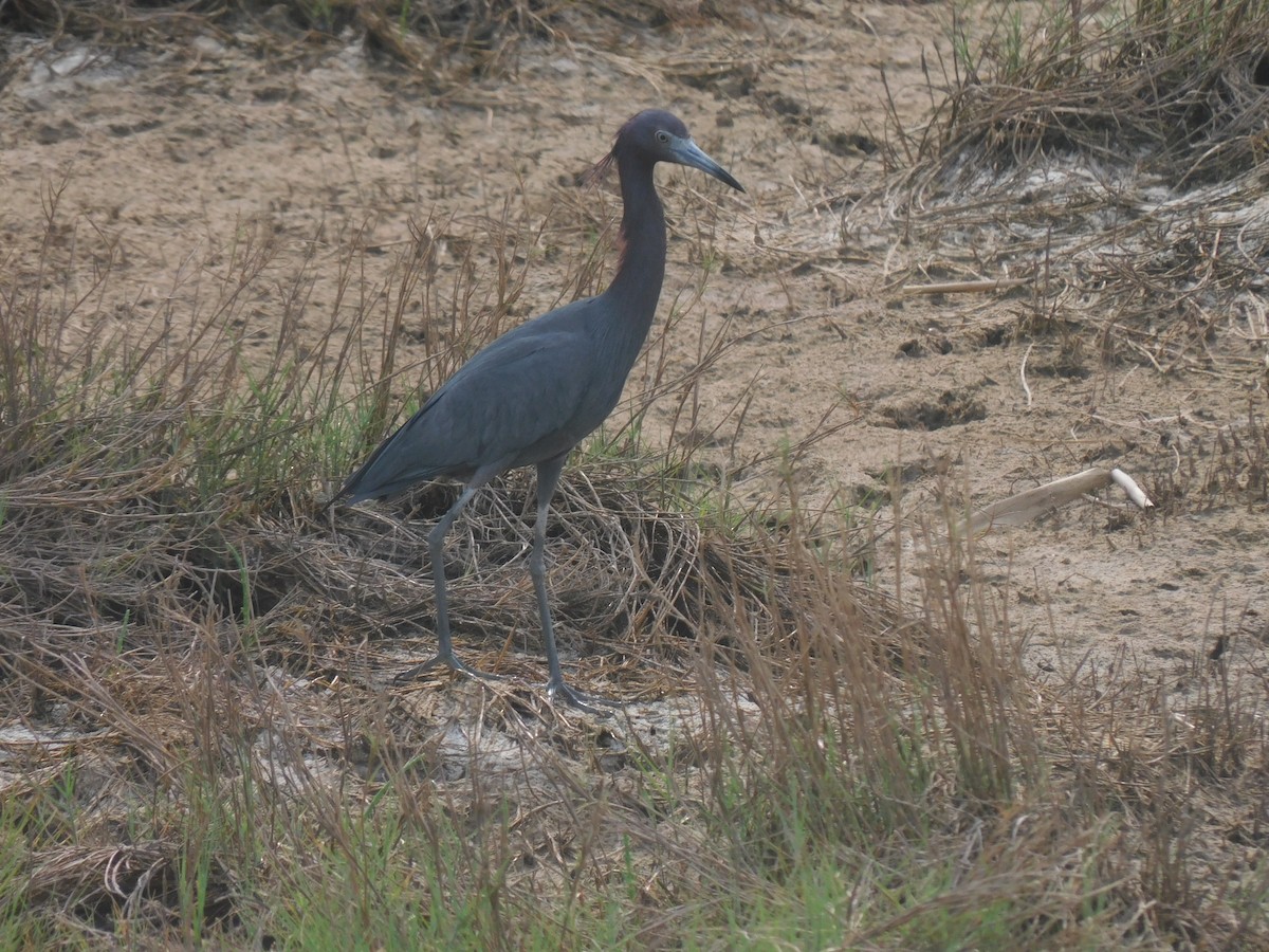 Little Blue Heron - ML634022697
