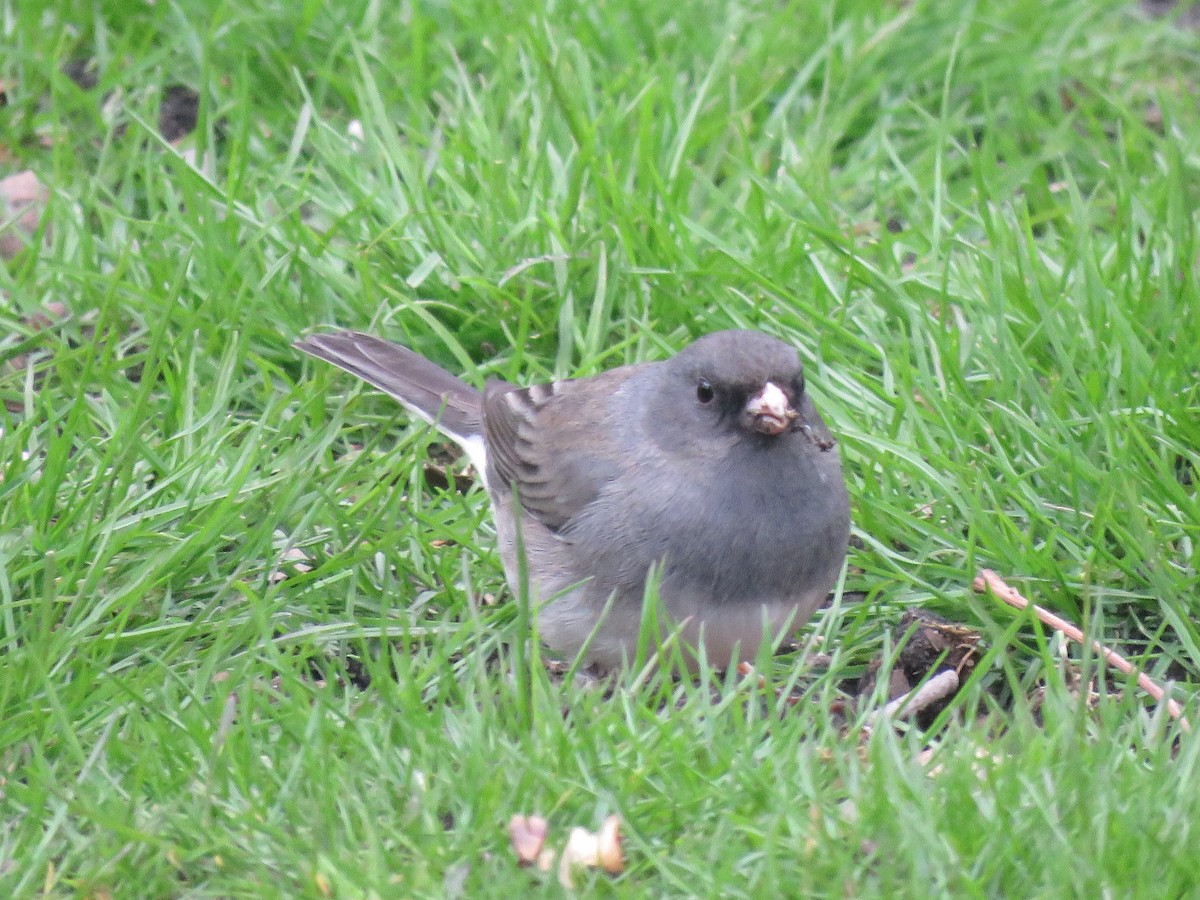 Dark-eyed Junco - ML634022747