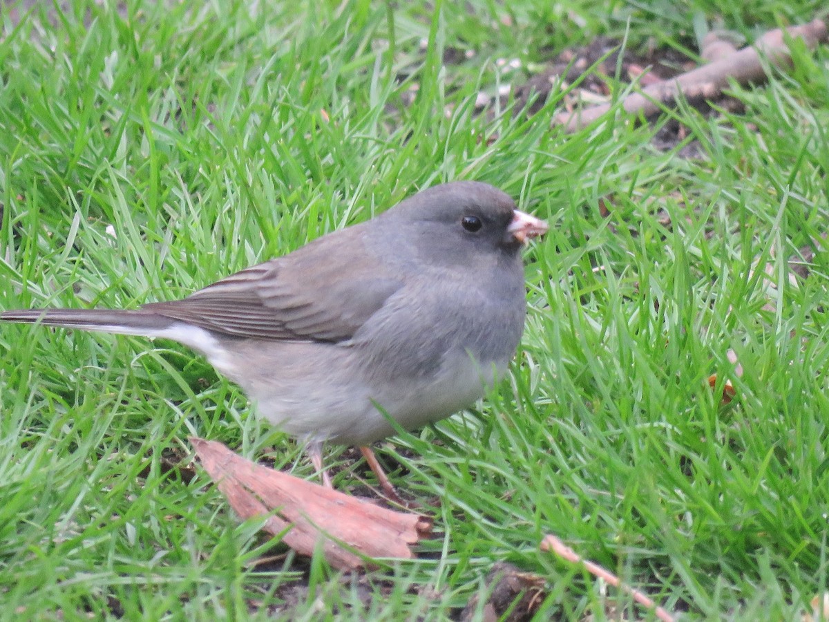 Dark-eyed Junco - ML634022748