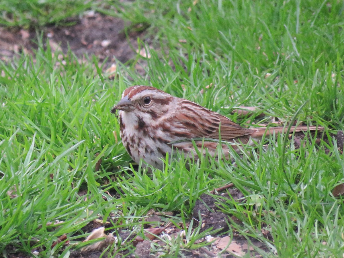 Song Sparrow - ML634022762